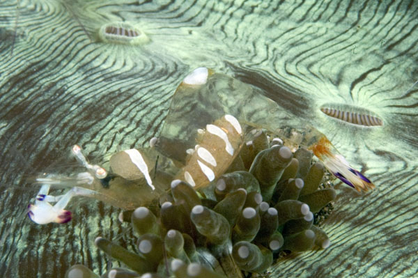 Periclimenes2