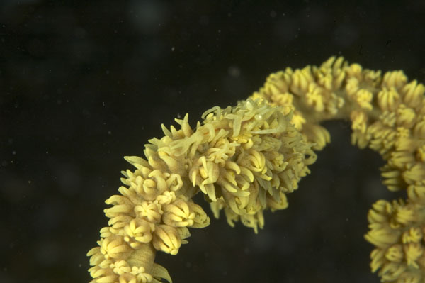 Periclimenes8