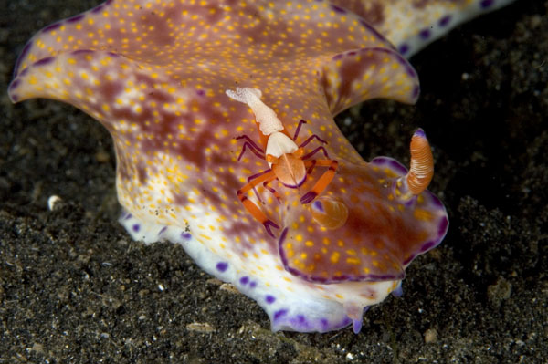 PericlimenesNudibranch1