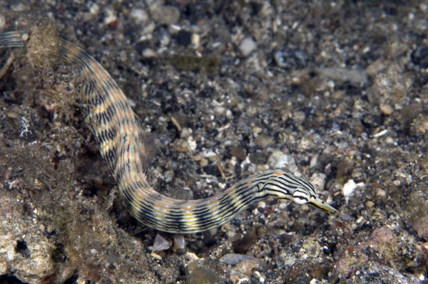 Pipefish1