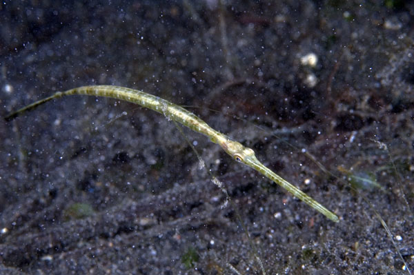 Pipefish3