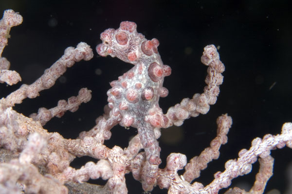 PygmySeahorse1