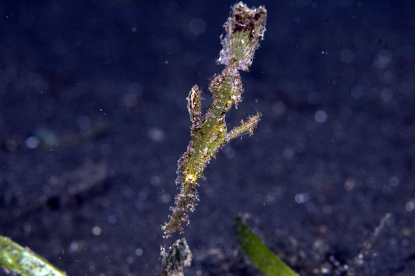 RobustGhostPipefish1