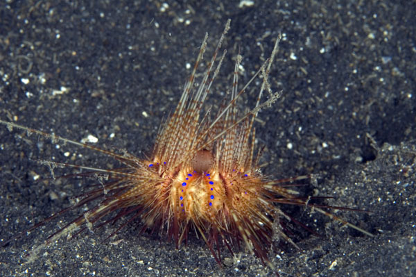 SeaUrchin