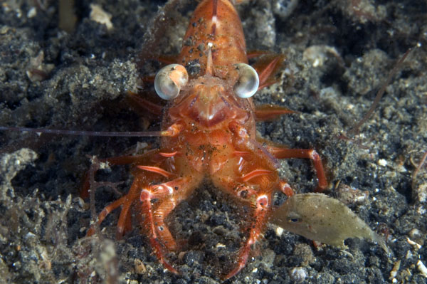 Shrimp1