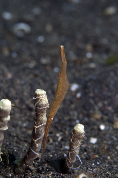 Shrimp2