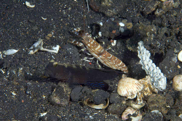 ShrimpGoby