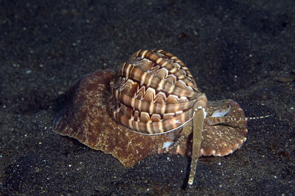 Snail1