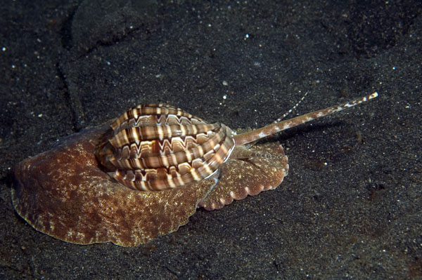 Snail2