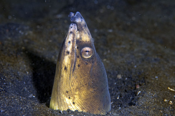 SnakeEel1