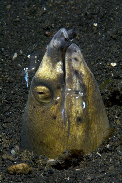 SnakeEel2