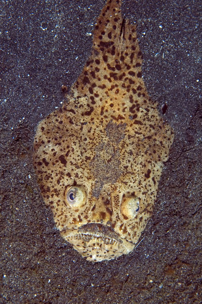 StarGazer3