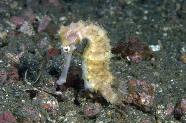 ThornySeahorse1