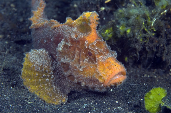 Velvetfish