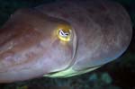 CommonCuttlefish3