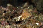 Cowfish3