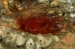 FireClam