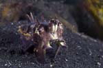 FlamboyantCuttlefish4