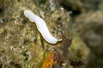 Flatworm1