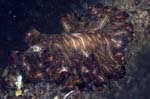 Flatworm2