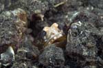 Jawfish