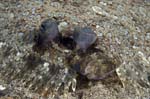 LeopardFlounder
