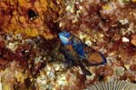 Mandarin1