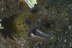 Moray1