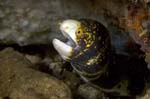 Moray2
