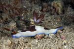 Nudibranch1