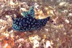 Nudibranch2