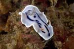Nudibranch3