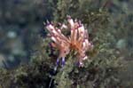 Nudibranch4