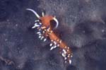 Nudibranch5