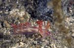 Nudibranch6