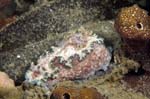 Nudibranch7