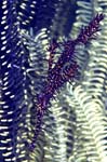 OrnateGhostPipefish1