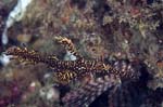 OrnateGhostPipefish2