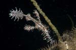OrnateGhostPipefish3
