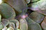 Periclimenes4