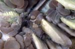Periclimenes5