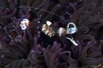Periclimenes6