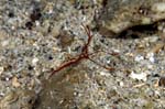 Periclimenes7