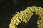 Periclimenes8