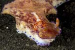 PericlimenesNudibranch1