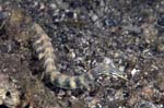 Pipefish1