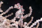 PygmySeahorse1