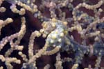 PygmySeahorse2