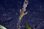 RobustGhostPipefish1