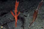 RobustGhostPipefish2